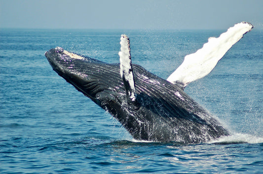 Whales? Really? Is nothing unpolluted anymore?